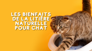 Les bienfaits de la litière naturelle pour chat : Types, avantages et recommandations