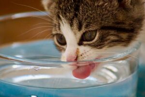 chat buvant de l'eau